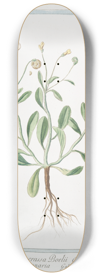 Giorgio Bonelli - Scorpiodes, Siliqua crassa Boel  Scorpionaria  Chenille 8.25 inch art skate deck