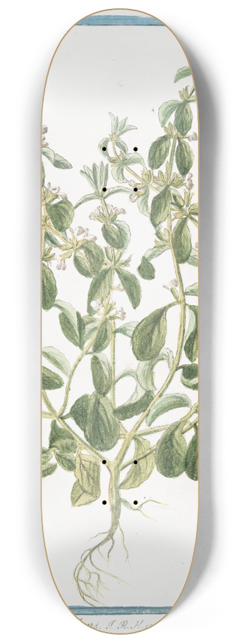 Giorgio Bonelli - Sideritis hirsuta procumbens  Stregpmoa  Crapaudine 8.25 inch art skate deck