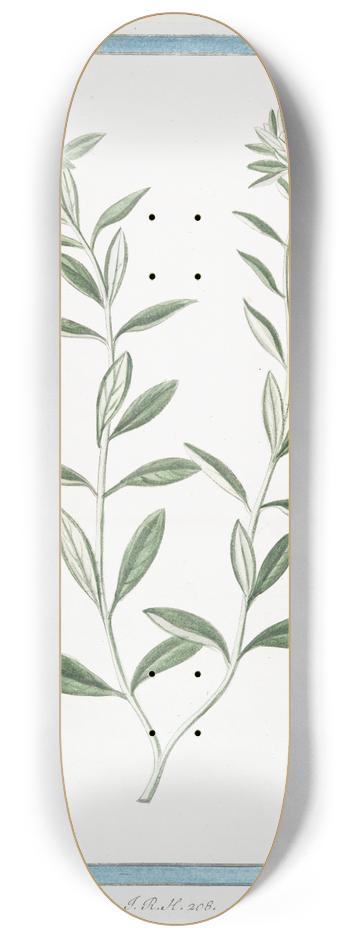 Giorgio Bonelli - Teucrium Boeticum  Teucrio peregrino. (Wild einkorn) 8.25 inch art skate deck