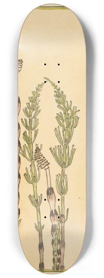 Hannah Borger Overbeck - Horsetail 8.25 inch art skate deck
