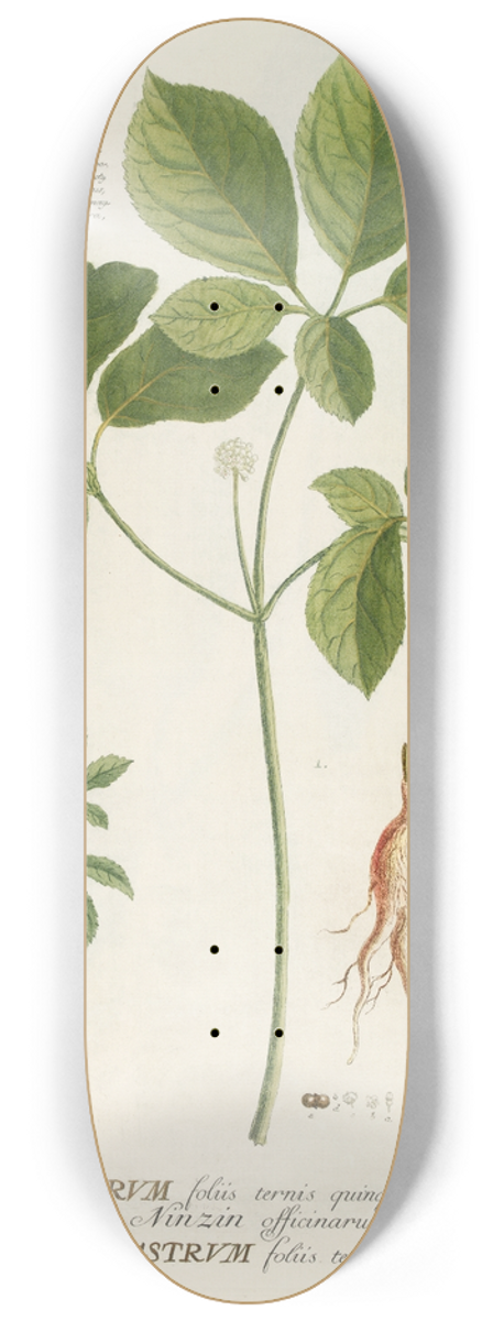 Georg Dionysius Ehret - Araliastrum 8.25 inch art skate deck