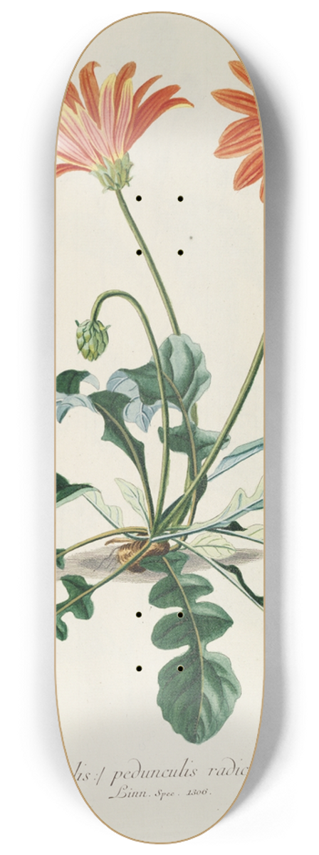 Georg Dionysius Ehret - Arctotis 8.25 inch art skate deck
