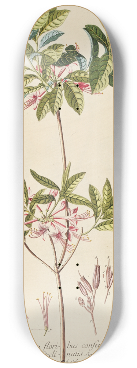 Georg Dionysius Ehret - Azalea 8.25 inch art skate deck