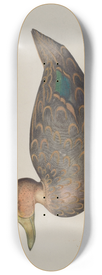 Harriette Gale - Decoy Duck 8.25 inch art skate deck