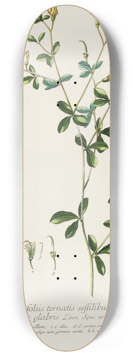 Georg Dionysius Ehret - Sophora II 8.25 inch art skate deck
