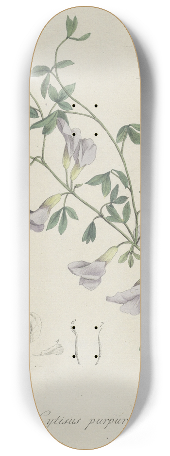 Hendrik Schwegman - Purperen brem 8.25 inch art skate deck