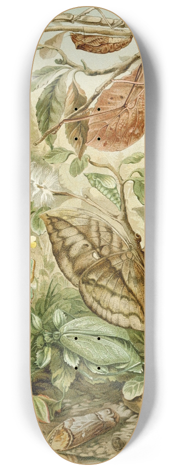 H. Morin - Mimicry in Insects 8.25 inch art skate deck