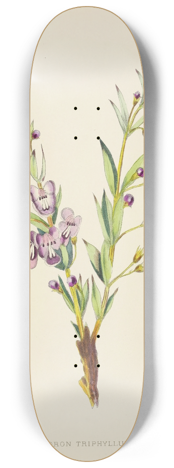 Illtyd Buller Pole-Evans - Clerodendron Triphyllum 8.25 inch art skate deck