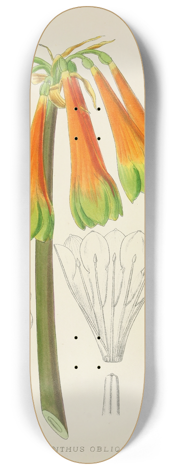 Illtyd Buller Pole-Evans - Cyrtanthus Obliquus 8.25 inch art skate deck