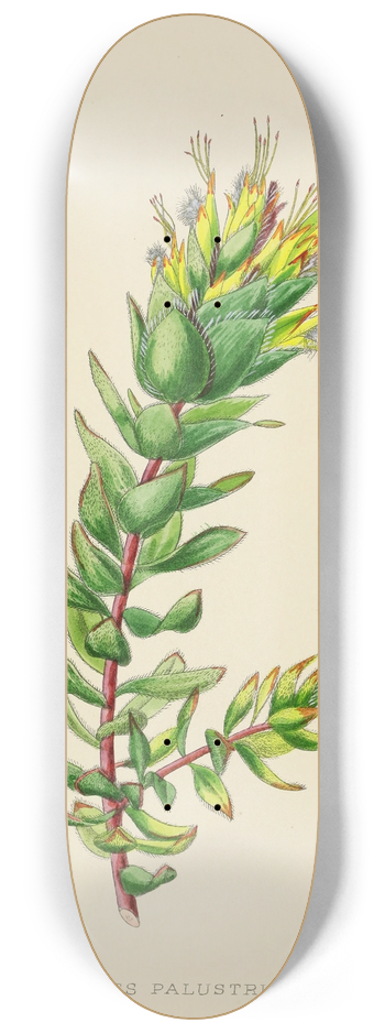 Illtyd Buller Pole-Evans - Mimetes Palustris 8.25 inch art skate deck