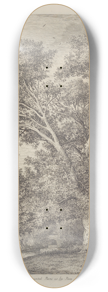 Jacob George Strutt - The Plane Tree At Lee Court 8.25 inch art skate deck