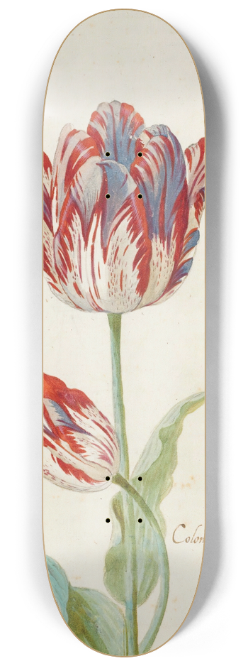 Jacob Marrel - Two Red And White Tulips 8.25 inch art skate deck