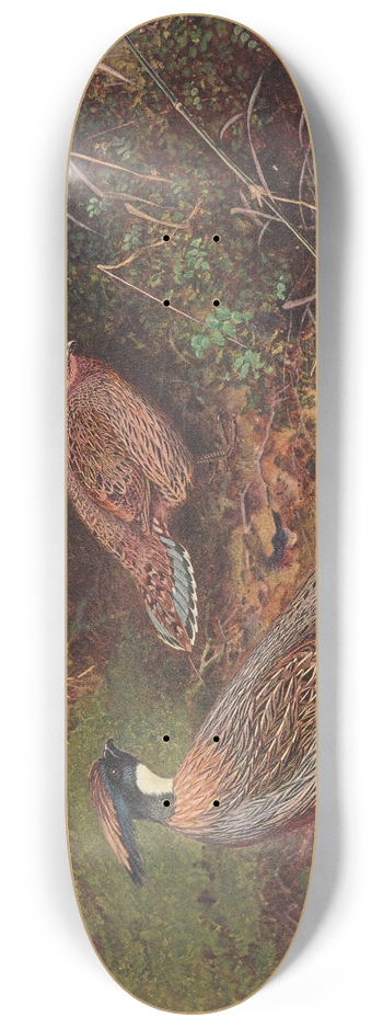 George Edward Lodge - Yellow-Necked Koklass Pheasant 8.25 inch art skate deck