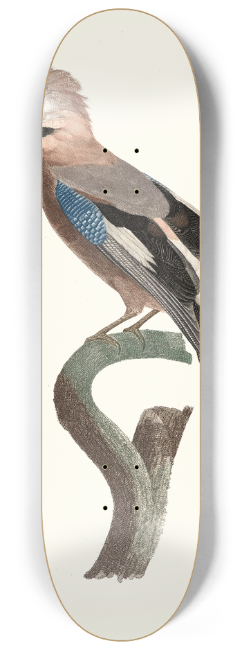 Jacques Barraband - Le Geai dEurope. 8.25 inch art skate deck