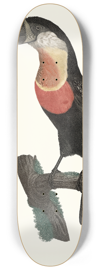 Jacques Barraband - Le Pignancoin. 8.25 inch art skate deck