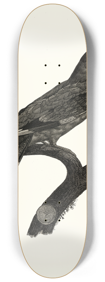 Jacques Barraband - Le Rollier, vari dAfrique. 8.25 inch art skate deck