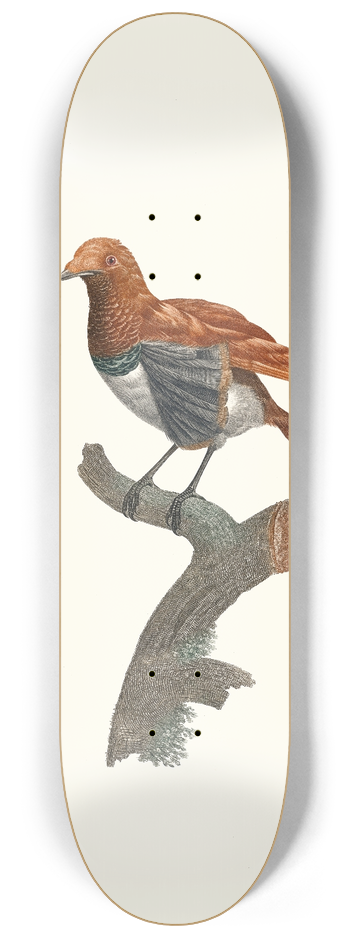 Jacques Barraband - Varit de Manucode. 8.25 inch art skate deck