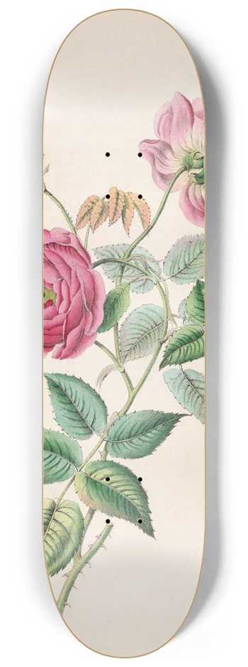 James Ackerman - The Rose 8.25 inch art skate deck