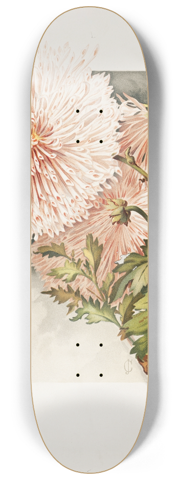 James Callowhill - Chrysanthemums 8.25 inch art skate deck