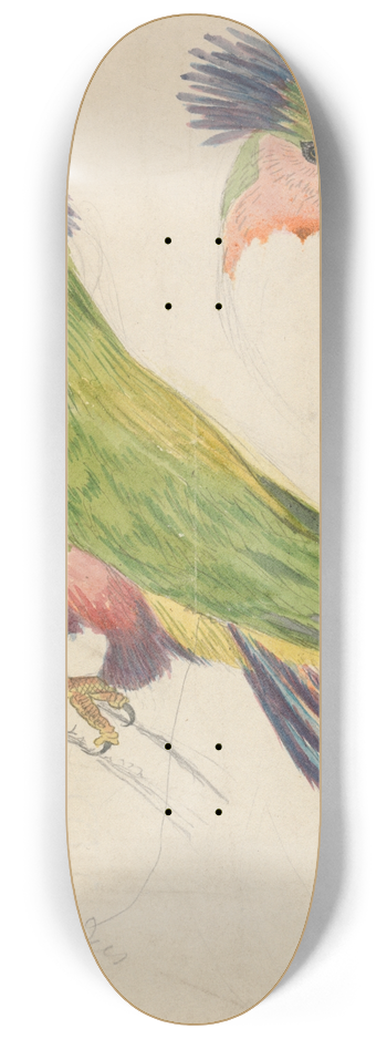 James de Carle Sowerby - A Cockatoo 8.25 inch art skate deck