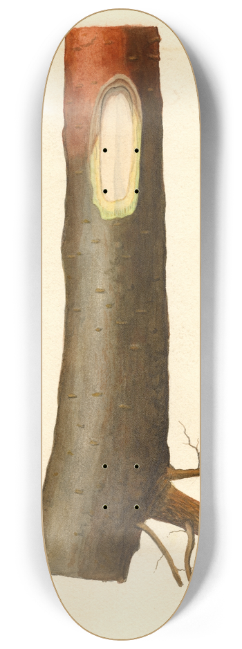 James Marion Shull - Malus domestica 8.25 inch art skate deck