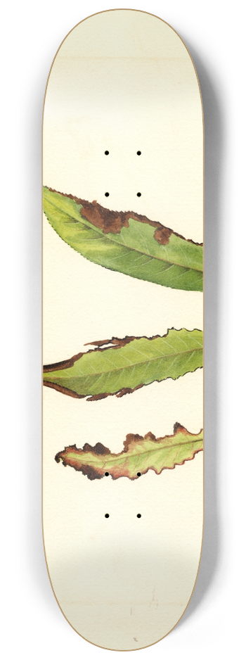 James Marion Shull - Prunus persica 8.25 inch art skate deck