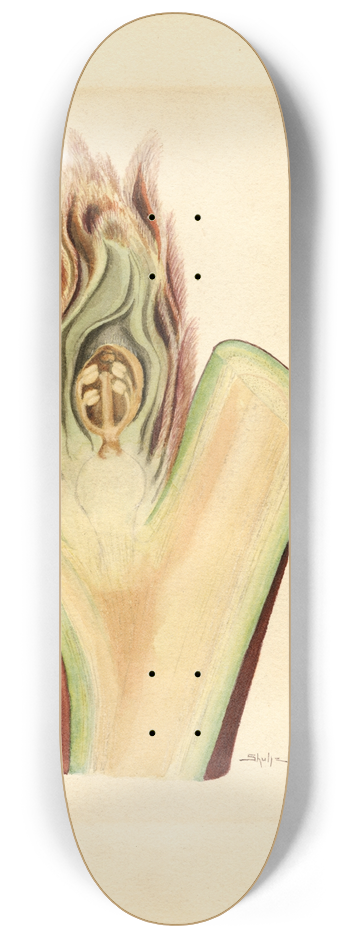 James Marion Shull - Prunus persica: Elberta 8.25 inch art skate deck