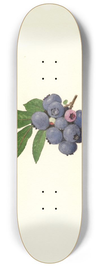 James Marion Shull - Vaccinium corymbosum: Weymouth 8.25 inch art skate deck