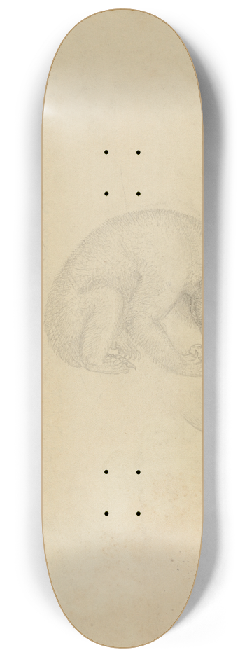 James Sowerby - A Bear 8.25 inch art skate deck