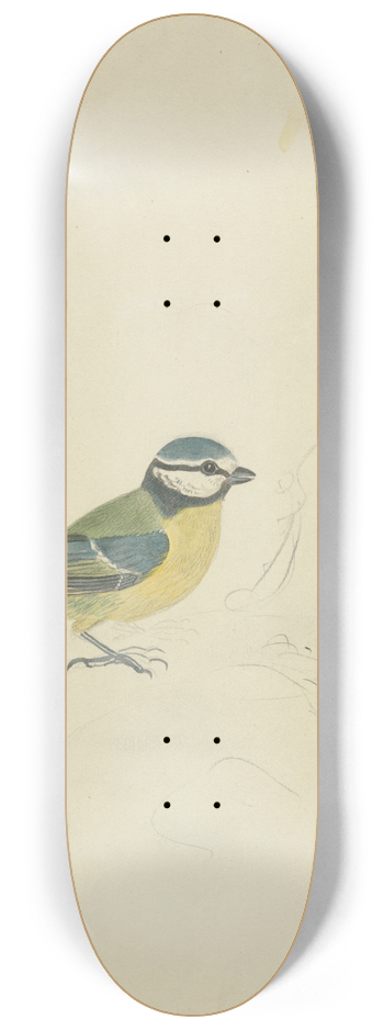 James Sowerby - A Blue Tit 8.25 inch art skate deck