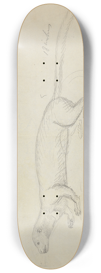 James Sowerby - A Weasel. 8.25 inch art skate deck