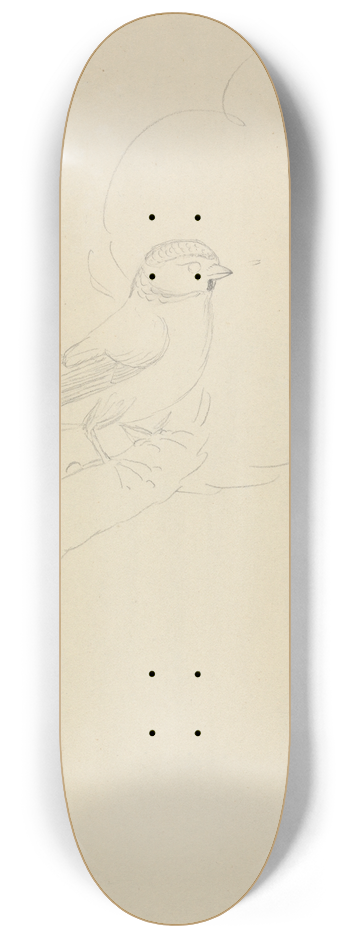 James Sowerby - Eurasian blue tit 8.25 inch art skate deck