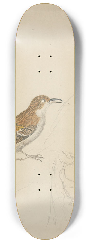 James Sowerby - Eurasian treecreeper 8.25 inch art skate deck