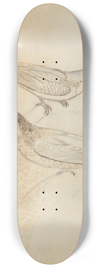 James Sowerby - Two Tree Creepers 8.25 inch art skate deck