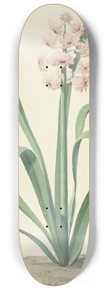 Jan Augustini - De roze hyacint Rex Rubrorum 8.25 inch art skate deck