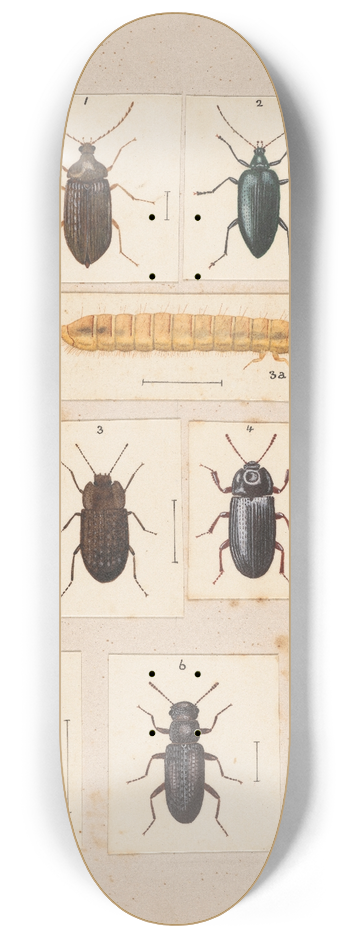 George Hudson - Original hand painted plate for New Zealand Beetles [Plate IX] 8.25 inch art skate deck