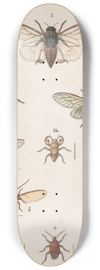 George Hudson - Original hand painted plate for the Manual of New Zealand Entomology [Plate XX] 8.25 inch art skate deck