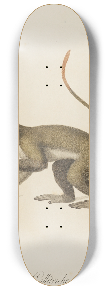 Jean-Baptiste Audebert - Le Callitriche 8.25 inch art skate deck