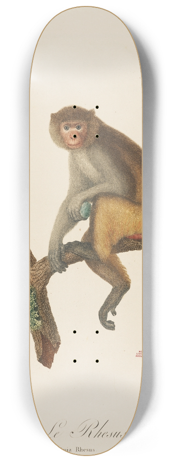 Jean-Baptiste Audebert - Le Rhesus 8.25 inch art skate deck