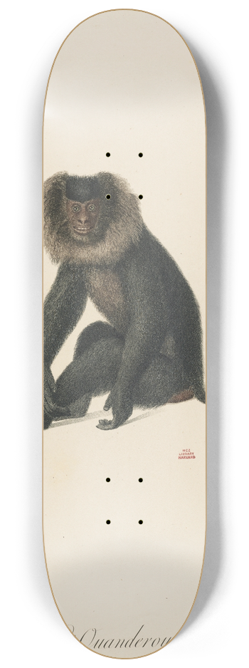 Jean-Baptiste Audebert - LOuanderou 8.25 inch art skate deck