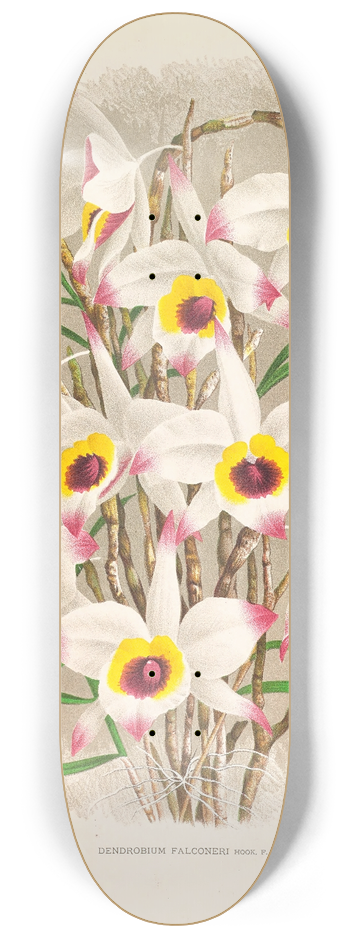 Jean Jules Linden - Dendrobium Falconeri 8.25 inch art skate deck