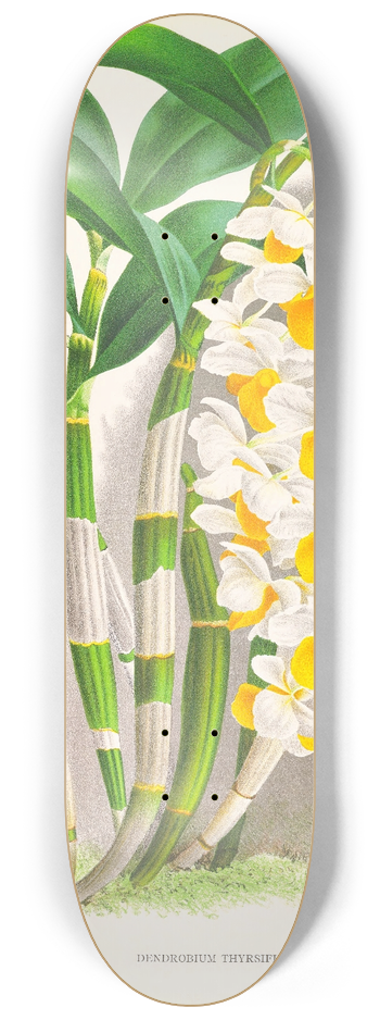 Jean Jules Linden - Dendrobium thyrsiflorum 8.25 inch art skate deck