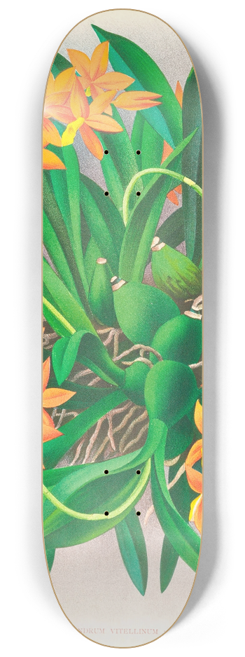 Jean Jules Linden - Epidendrum vitellinum 8.25 inch art skate deck