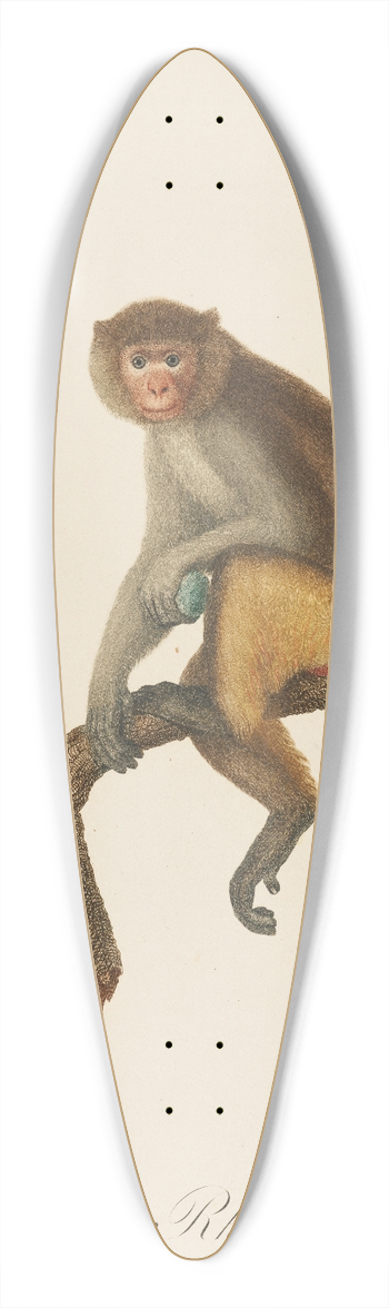 Jean-Baptiste Audebert - Le Rhesus 39.3 inch art pintail longboard deck