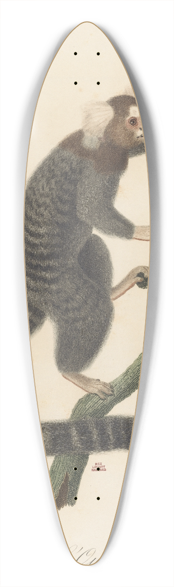 Jean-Baptiste Audebert - LOuistiti 39.3 inch art pintail longboard deck
