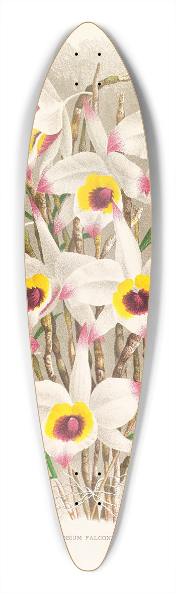 Jean Jules Linden - Dendrobium Falconeri 39.3 inch art pintail longboard deck