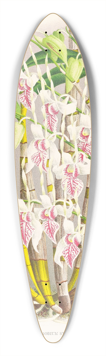 Jean Jules Linden - Dendrobium stratiotes 39.3 inch art pintail longboard deck