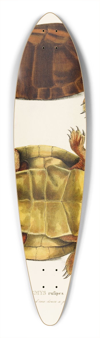 Johann Baptist von Spix - Emys Rufipes 39.3 inch art pintail longboard deck