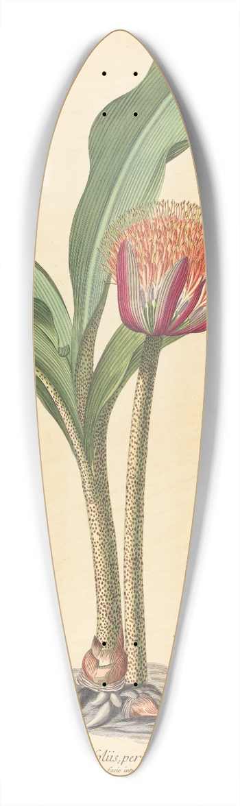 Johannes Jacob Haid - Haemanthus 39.3 inch art pintail longboard deck