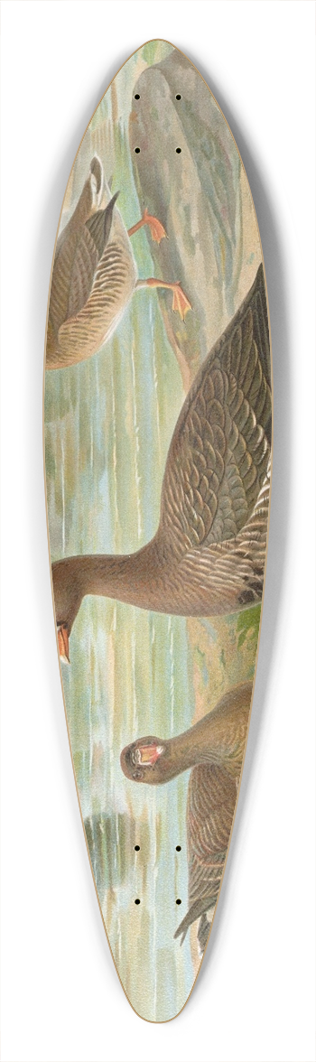 Johann Friedrich Naumann - Anser erythropus 39.3 inch art pintail longboard deck